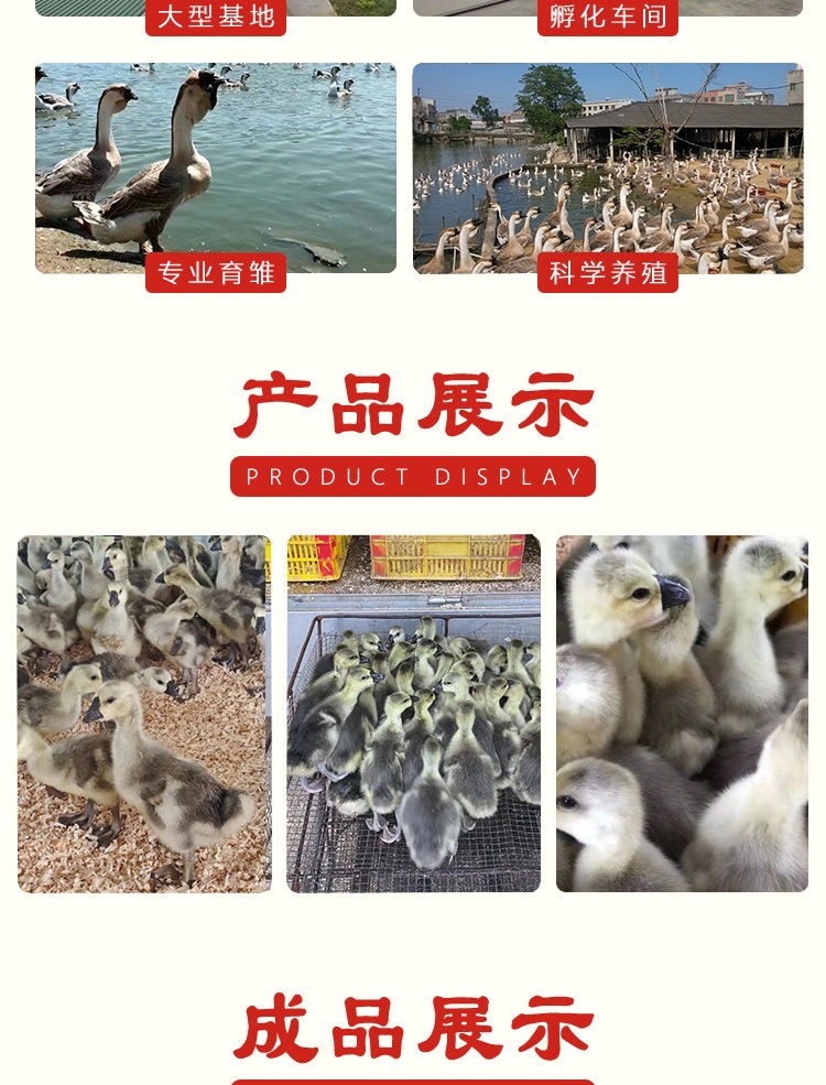 澄海正狮头鹅苗纯种狮子头正特大型狮头鹅活苗批发鹅苗原产地