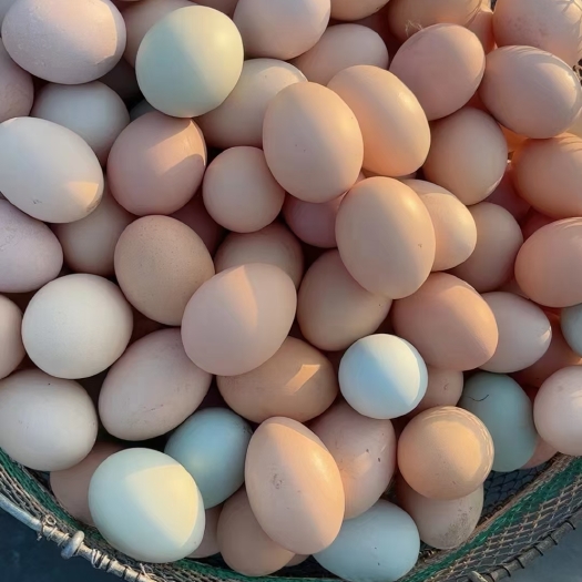 新沂市大量批发新鲜土鸡蛋 草鸡蛋 笨鸡蛋鲜鸡蛋，量大价优鸡场直供