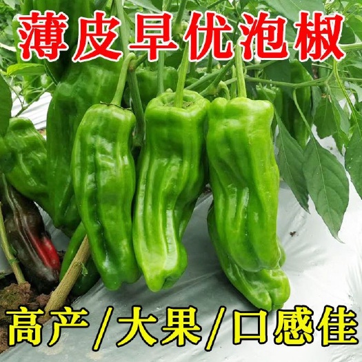 薄皮辣椒种子泡椒种籽青椒皱皮羊角椒牛角椒种早熟虎皮椒蔬菜种子