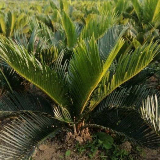丰县铁树