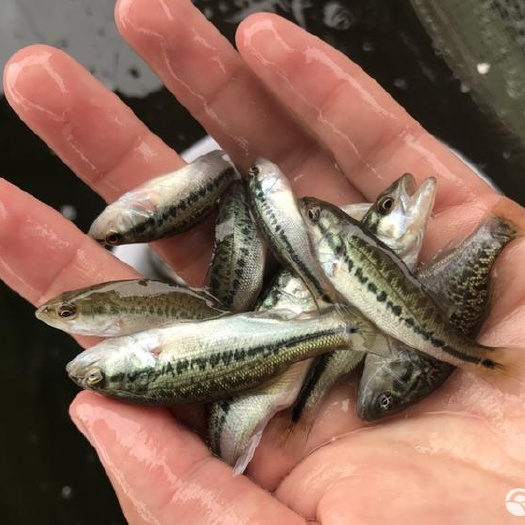 鲈鱼苗 大棚养殖  提供技术指导 全国发货 量大从优