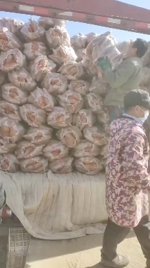 雄县龙薯九红薯