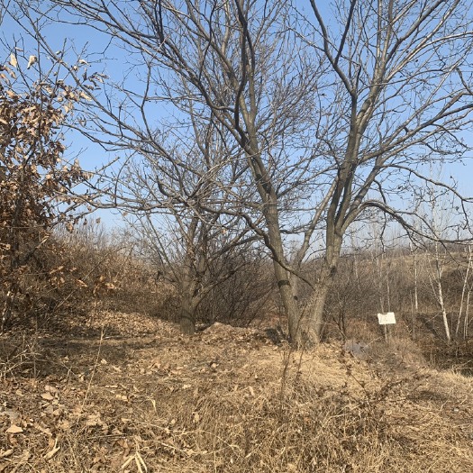 胶州市大量出售桃树，栗子树，五六年的树直径在七八公分左右