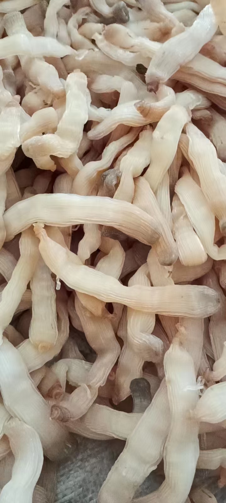 海南陵水沙虫干