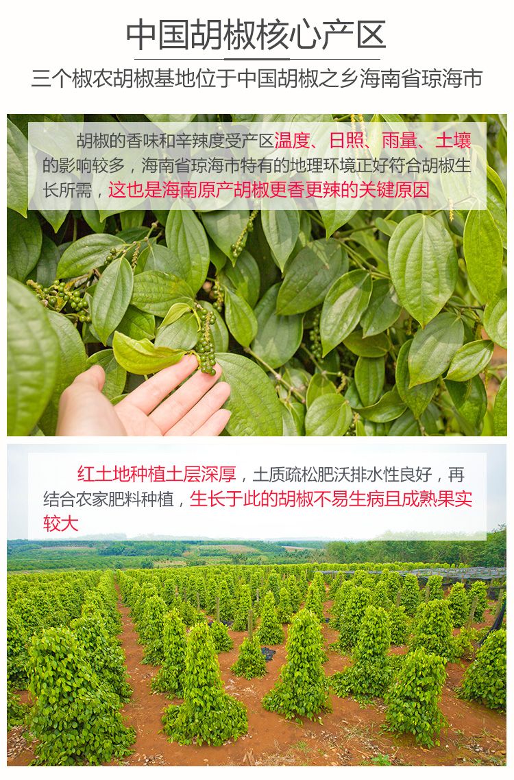 包邮）纯白胡椒粉5斤白胡椒粉 增香去腥煮鱼调料