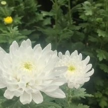 新沂市黄菊白菊，祭祀用菊，贡菊