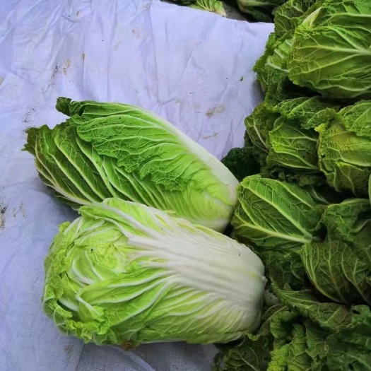 白菜（义和秋）货量大质量保证。