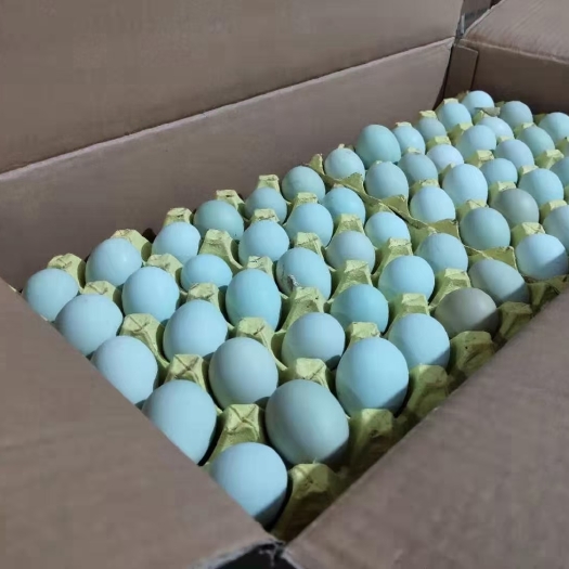 新沂市480枚大量批发新鲜绿壳鸡蛋绿壳乌鸡蛋 绿壳草鸡蛋 量大价优