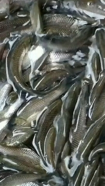 優(yōu)質(zhì)大鯽魚(yú)，中科5號(hào)工程鯽湘云鯽高背鯽魚(yú)淡水養(yǎng)殖體抗病鯽魚(yú)苗