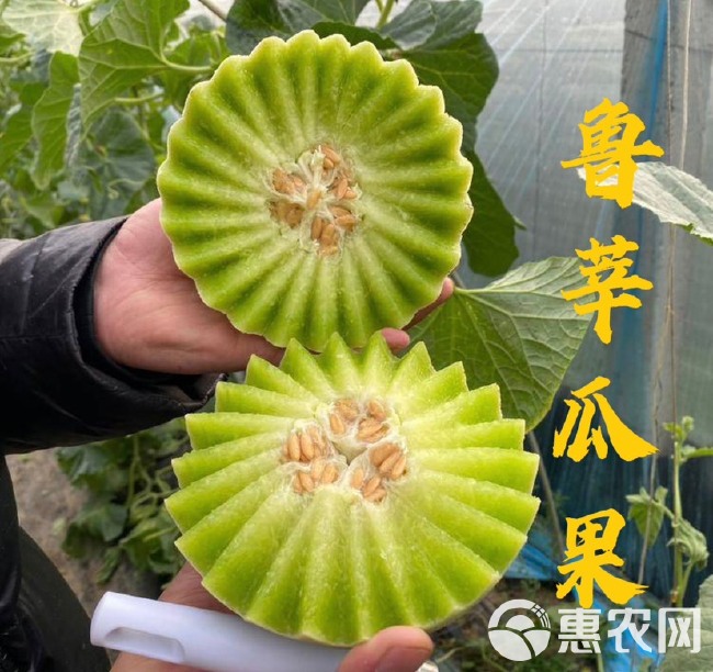 玉菇甜瓜 冰淇淋瓜 网红爆品 对接各大电商平台 直播供应 超