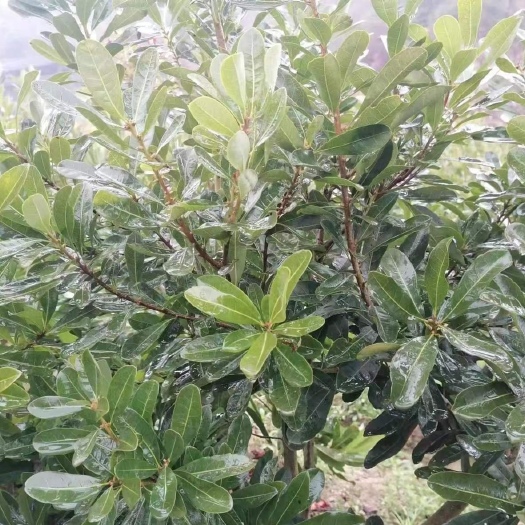 靖州县台梅杨梅苗（王子安海）