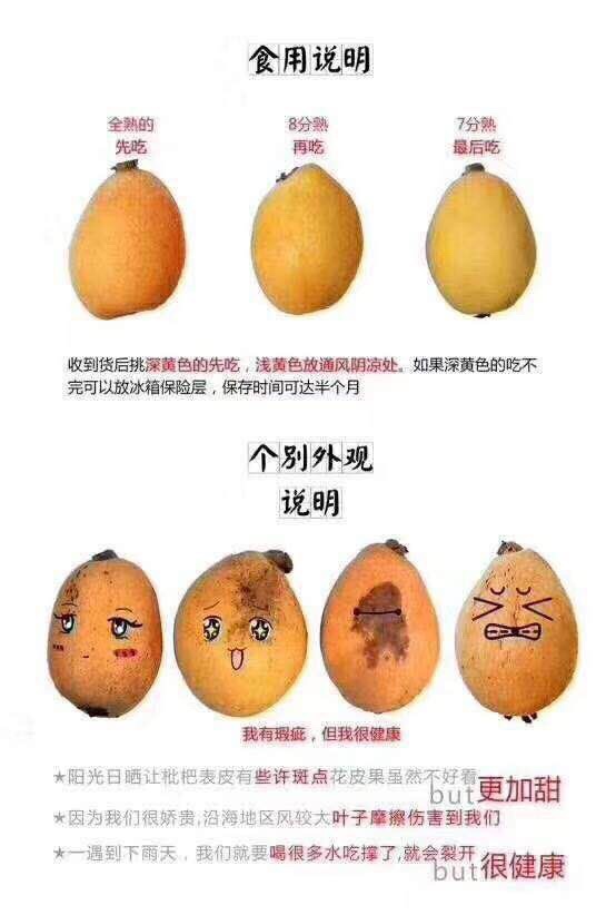 【 顺丰为主 米易枇杷】新鲜高山树上熟皮薄肉厚5斤现摘现发