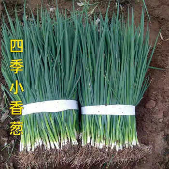 贵阳本地香葱   大小鲜葱