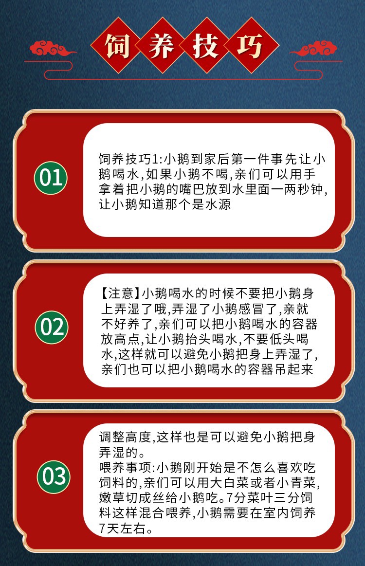 狮头鹅苗纯种狮子头正特大型狮头鹅活苗批发鹅苗原产地澄海发