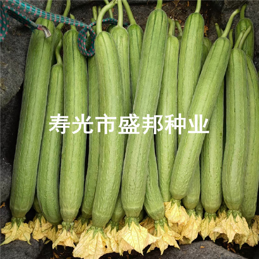 寿光市中绿丝瓜苗  直播苗
