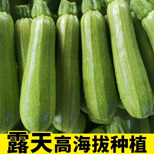 临沧云南高原优质绿皮西葫芦，大量上市，产地批发