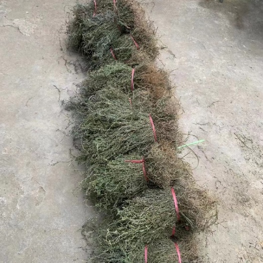 金平县云南￼￼百花蛇舌草，干，靓货