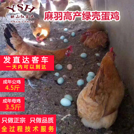重庆市麻羽绿壳鸡苗，高产绿壳蛋鸡苗