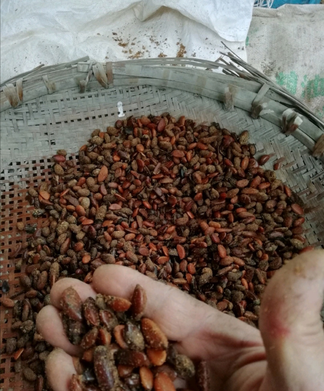 雅安预售2023年灌木金弹子种子（沙藏保存）32元／斤