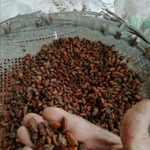 雅安出售2023年灌木金弹子种子（沙藏保存）35元／斤