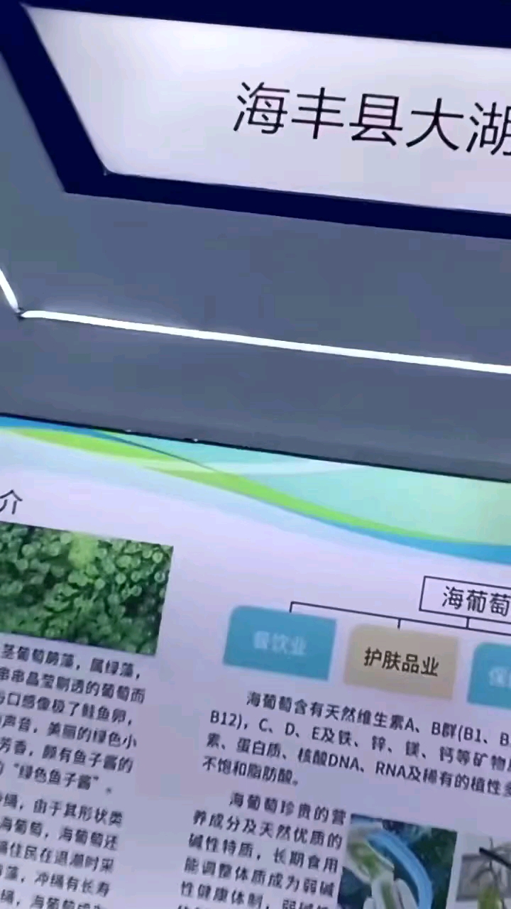 新鮮海葡萄