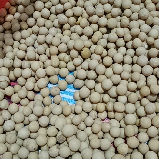 嫩江市黑龙江黄豆