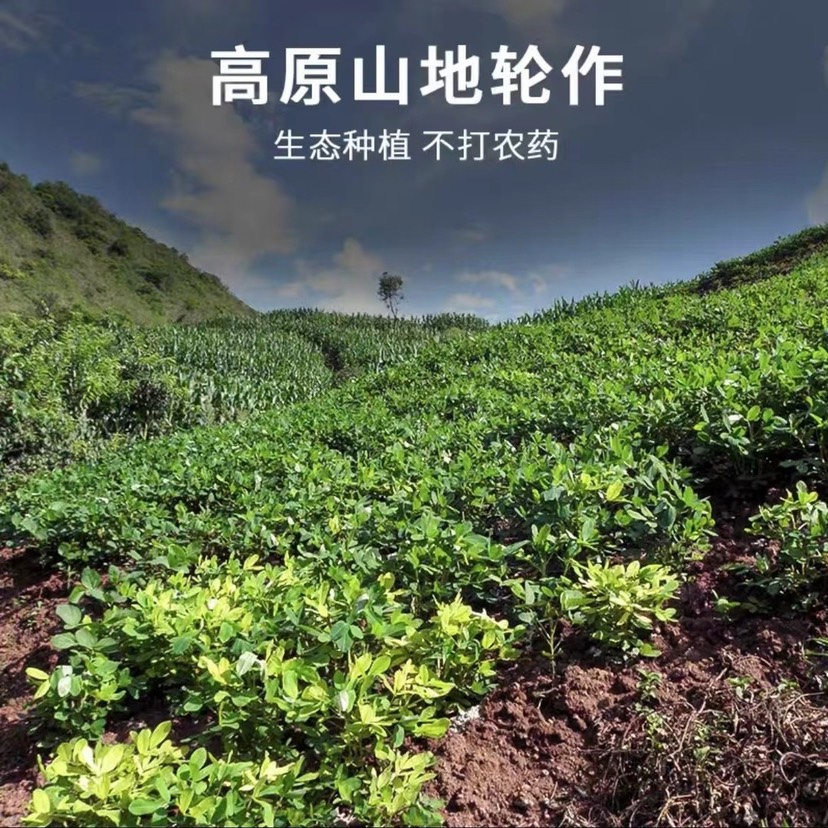 云南富硒黑皮花生