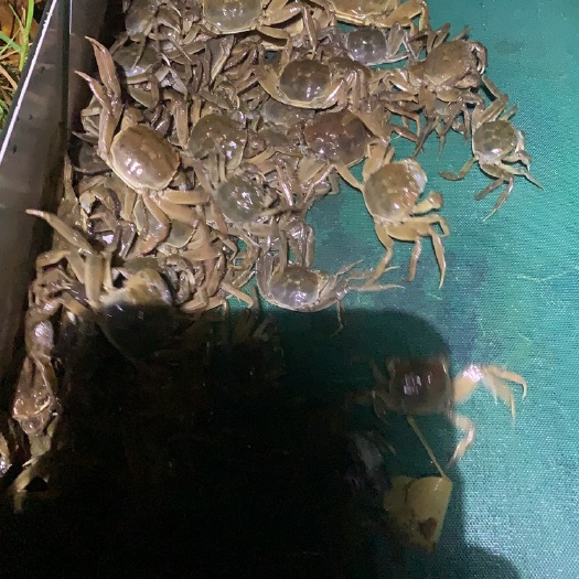 扣蟹苗