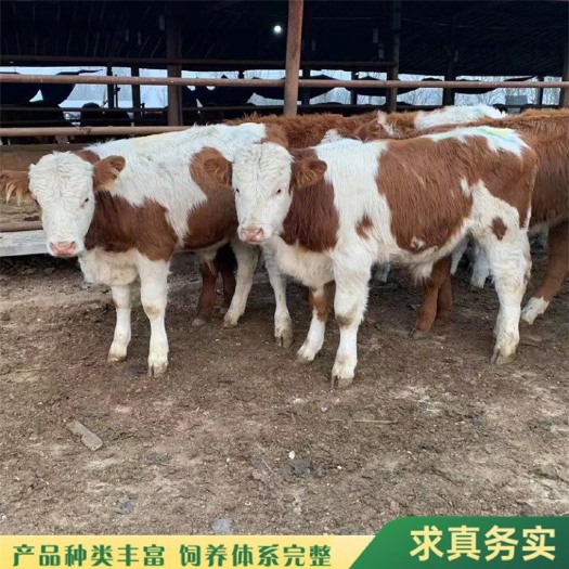 浏阳市250斤西门塔尔牛犊育肥养殖场