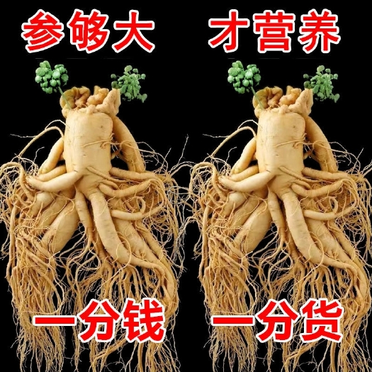 抚松县长白山人参 保鲜参 泡酒煲汤新鲜人参产地发货 东北特产