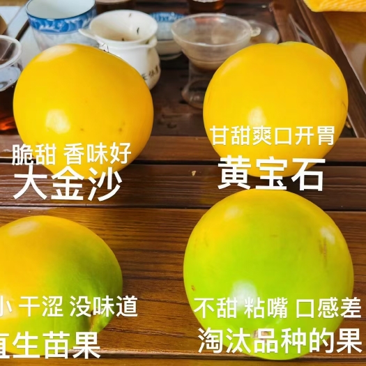 廉江市黄宝石黄晶果苗，营养杯苗，基地直发，品种纯正，