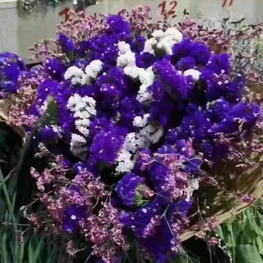 成都云南鲜花批发 昆明鲜花基地不凋谢鲜切花 厂家大量出售鲜花！
