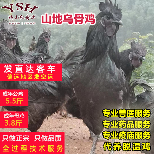 重庆市山地乌骨鸡苗，纯种乌骨鸡苗