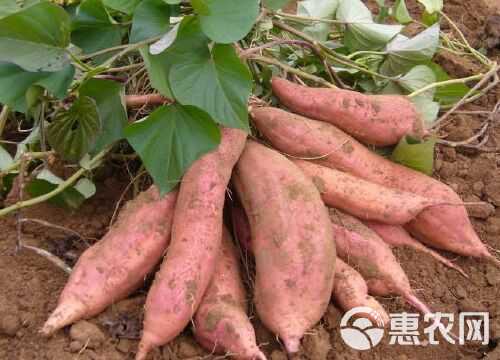 红薯专用肥 生根旺苗 果实均匀 增甜增产