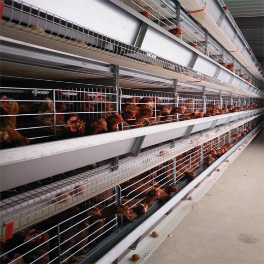 西平县小层叠蛋鸡笼全自动捡蛋机清粪设备鸡笼价格