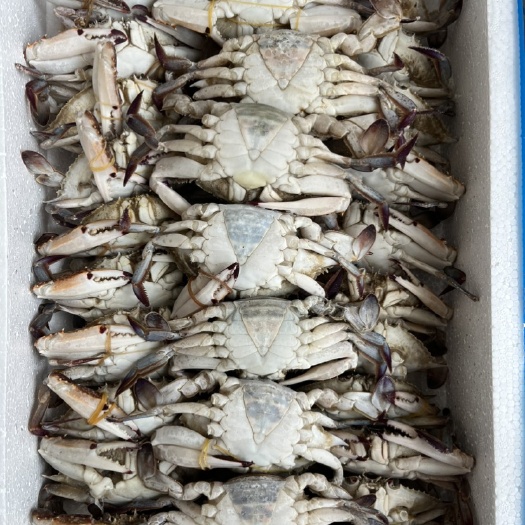 中牟县三点蟹 梭子蟹，三点，红毛，蟹钳，全规格，全国接单
