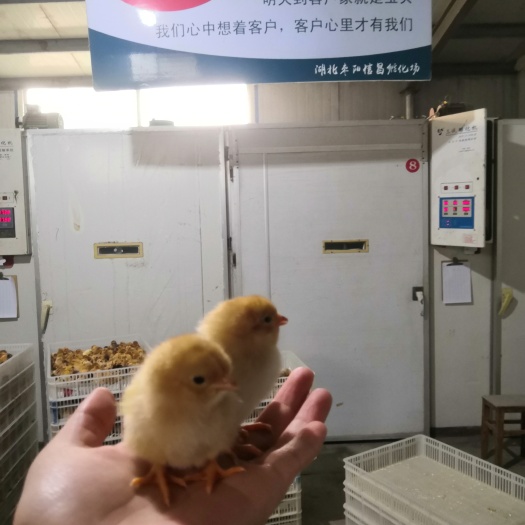 枣阳市湖北常年出售优质土鸡苗高产系列绿壳鸡苗