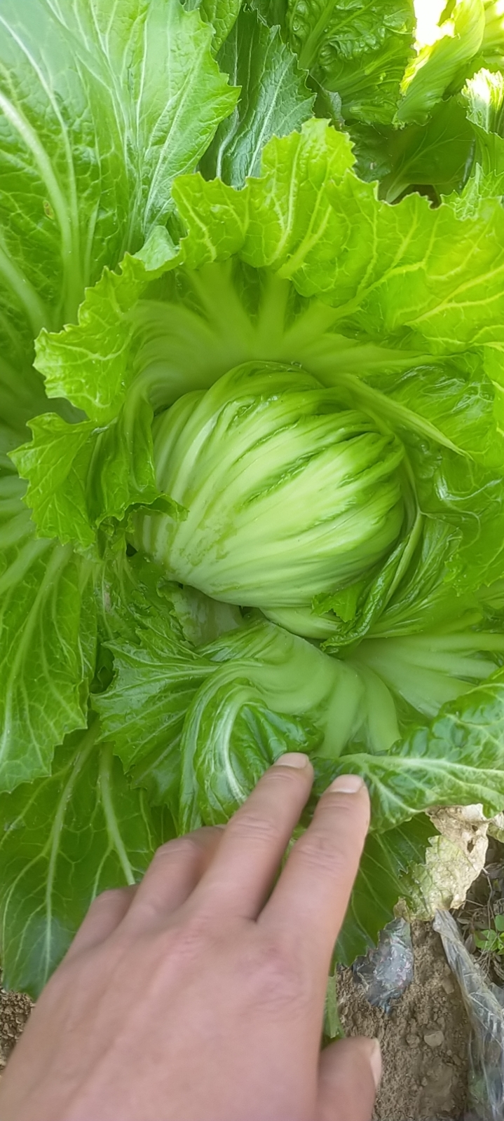 广西南宁横州市芥菜产地