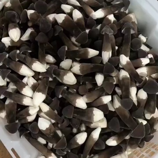 江华县湖南江华黑皮鸡枞菌基地直发，一手货源，保质保量，常年有货