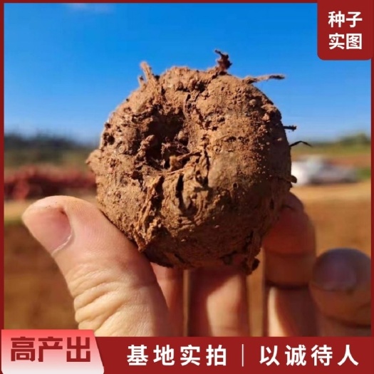 魔芋种子二代 黑杆花魔芋种，免费提供种植及管理技术服务
