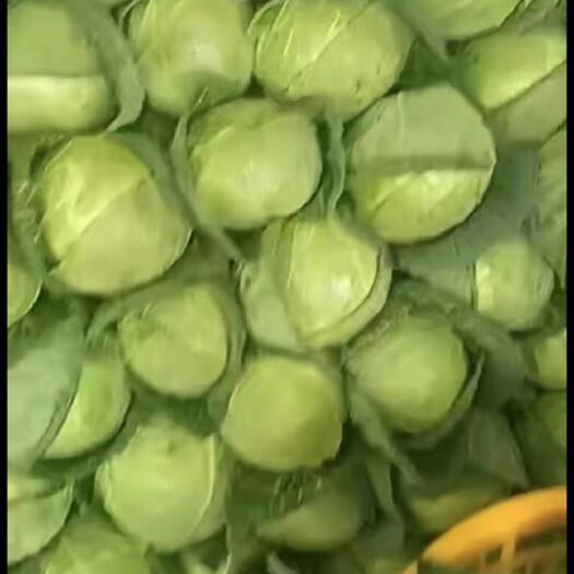 长沙圆包菜