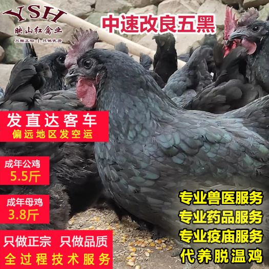 重庆市中速改良五黑绿壳蛋鸡苗，纯种五黑鸡苗