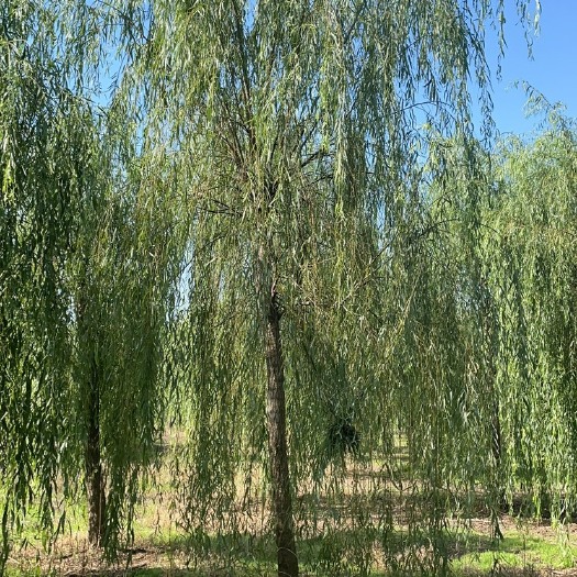 沭阳县垂柳