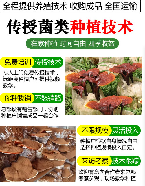 嘉祥县优质灵芝优质菌包