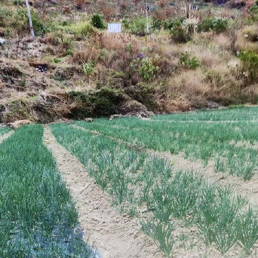 田林县农家小香葱，农家肥种植，香味足，长势卖相好，有意者欢迎咨询。