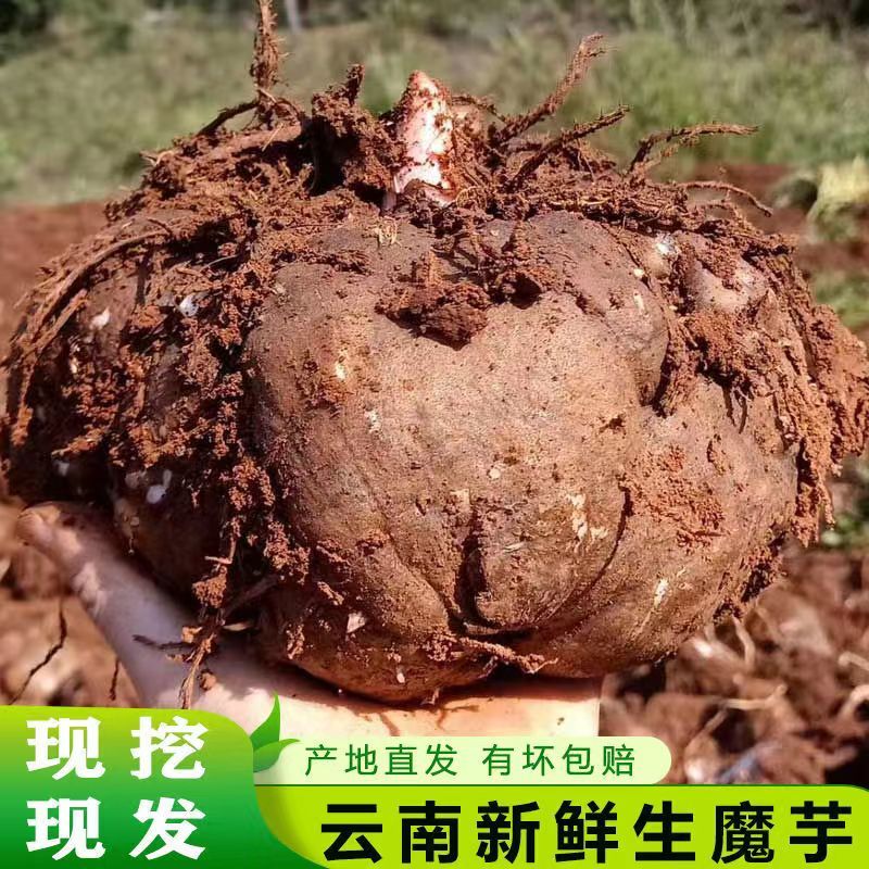 曲靖花魔芋  商品魔芋，成品魔芋，豆腐魔芋，大魔芋（基地直供）