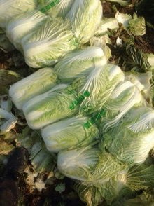 利津县大白菜0.18一斤了