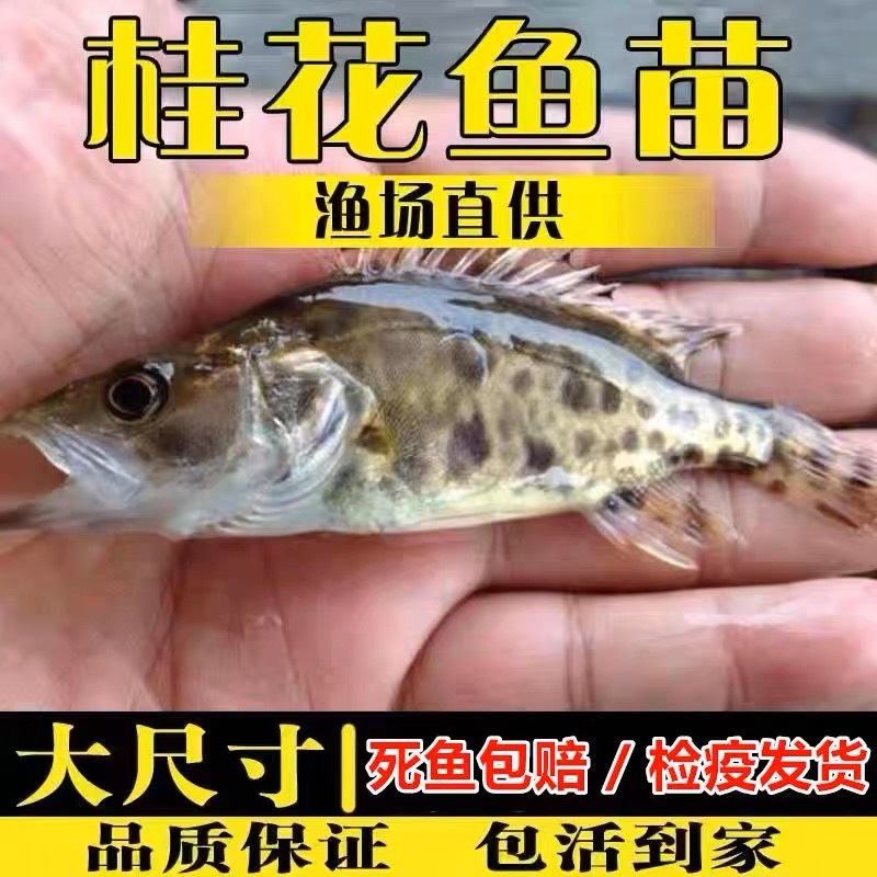 江门桂鱼鳜鱼桂花鱼苗淡水鱼苗季花鱼苗肉食性路亚鱼苗翘嘴