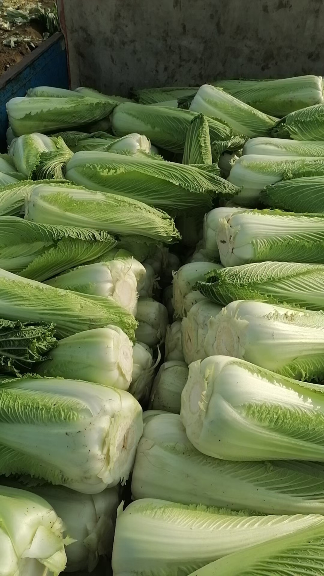 包尖白菜，长40厘米左右，龙芽菜