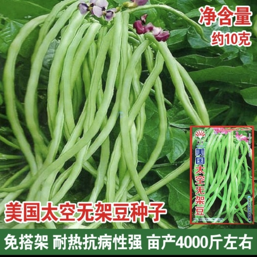 南宁美国无架豆，不用搭架子的豆角，盆栽，露天皆可种植，产量高